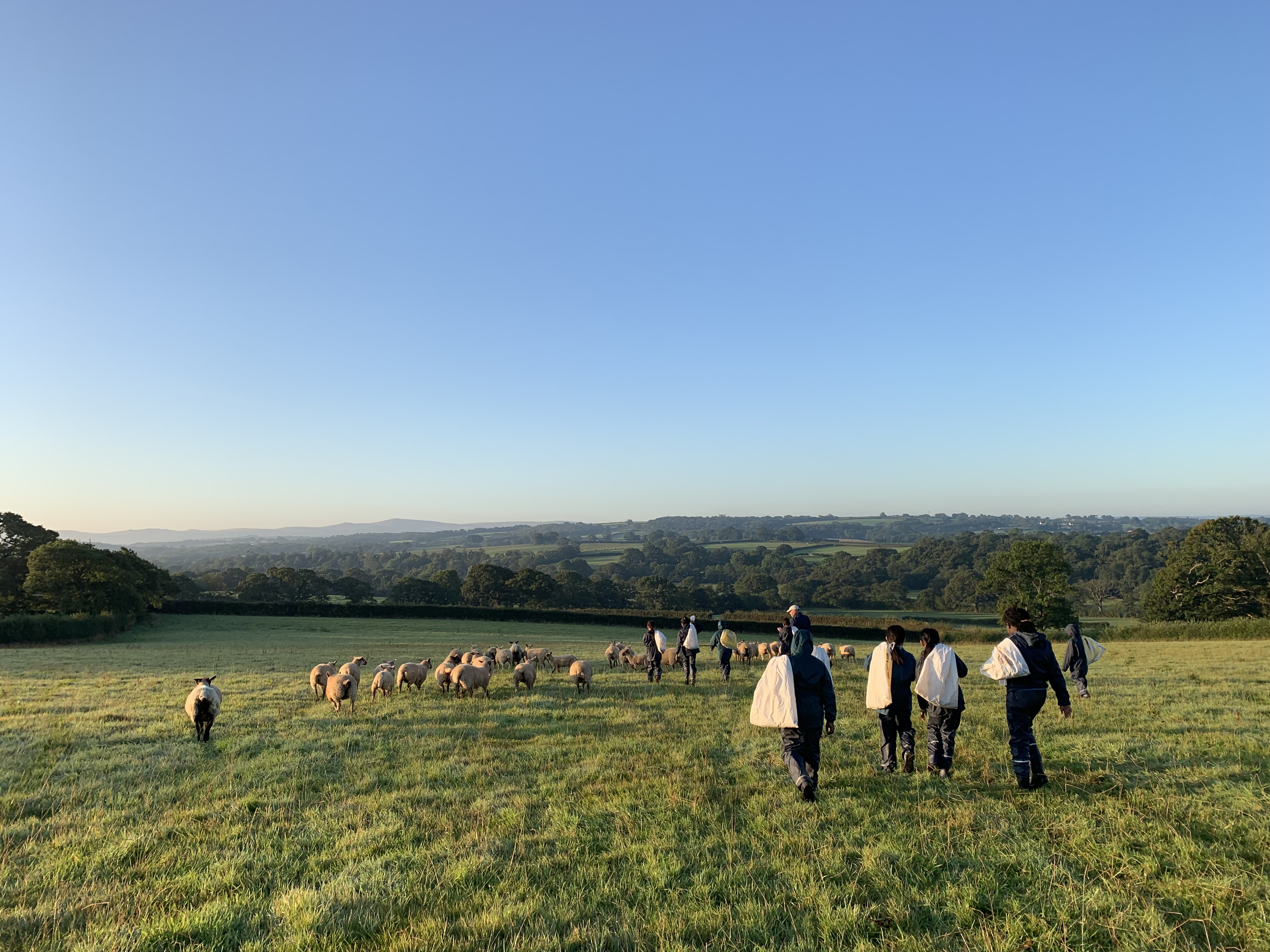 Nethercott field feeding sheep.JPG